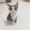 猫灰灰