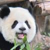 小呆毛