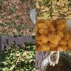 琳姐     零冻现包现送手工水饺