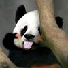happy