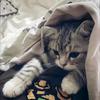 小刺猬✨