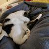 我家有只猫猫虫