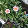静待繁花开♪ヽ(･ˇ∀ˇ･ゞ)