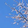 柳暗花明i