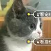 宠物大合集