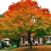 长顺哥