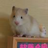 软萌仓团子