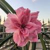 🌺好时光笑弯眼