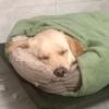 汪汪队立大功🐾