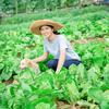 安妮的乡村生活