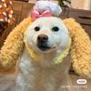 独存