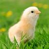 小桔子🐤