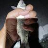 啊胜钓鱼