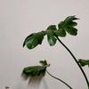 无可奈何花落去