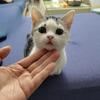 七月的猫