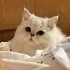 粉色猫屁屁