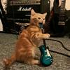 吉他小猫