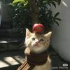 羊羊羊（孕中期）