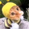 小蜜蜂.🐝