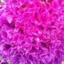 花好岳圆…闲杂人邓