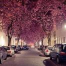 布布（脆弱中年版）