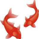 年年有余  🐟