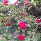 为梦想而奋斗🌹🌹