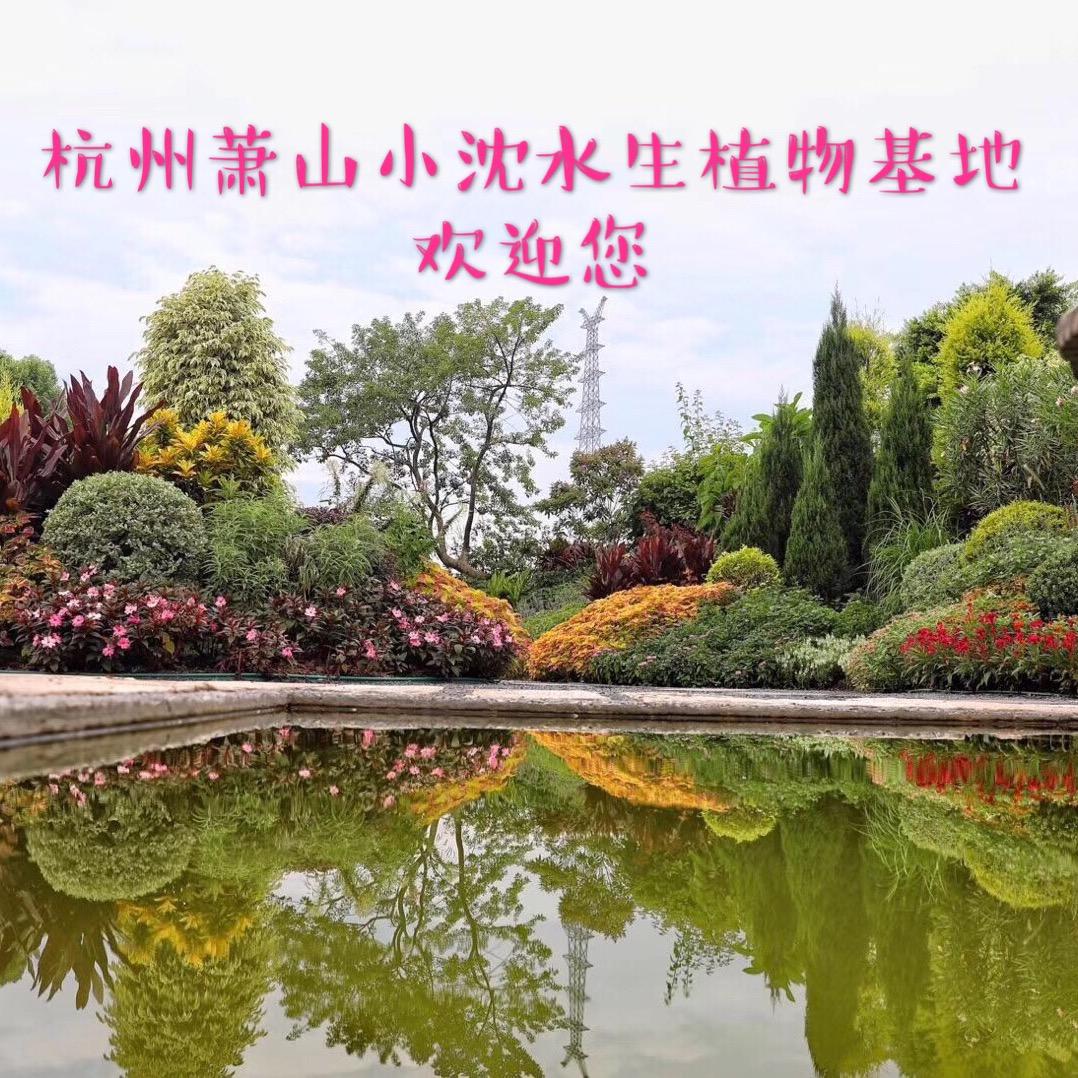 杭州萧山小沈水生植物园艺场