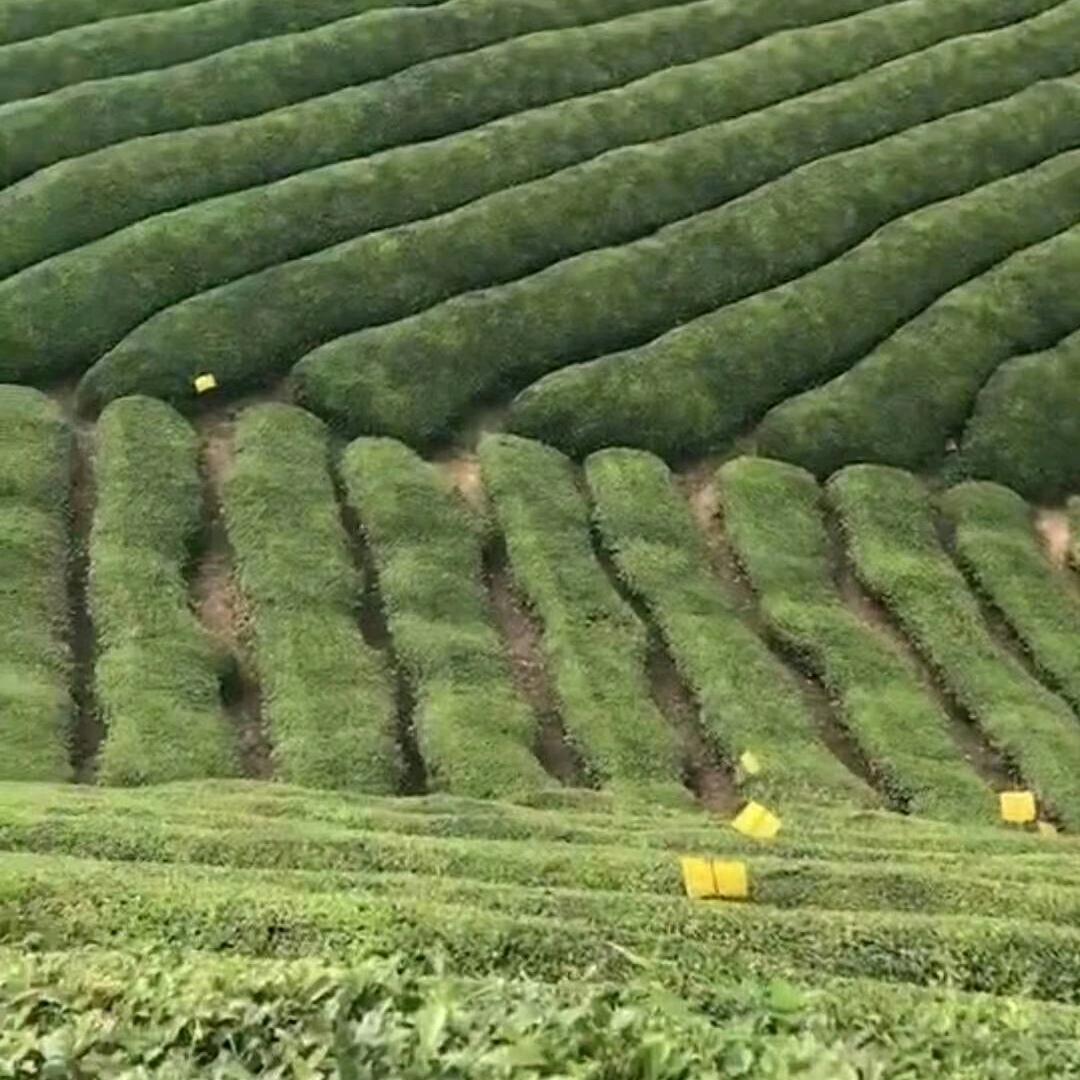 茶叶王