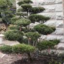 木子