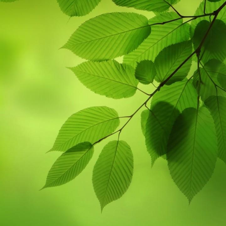 抓丁