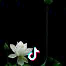 忘♥忧♥草