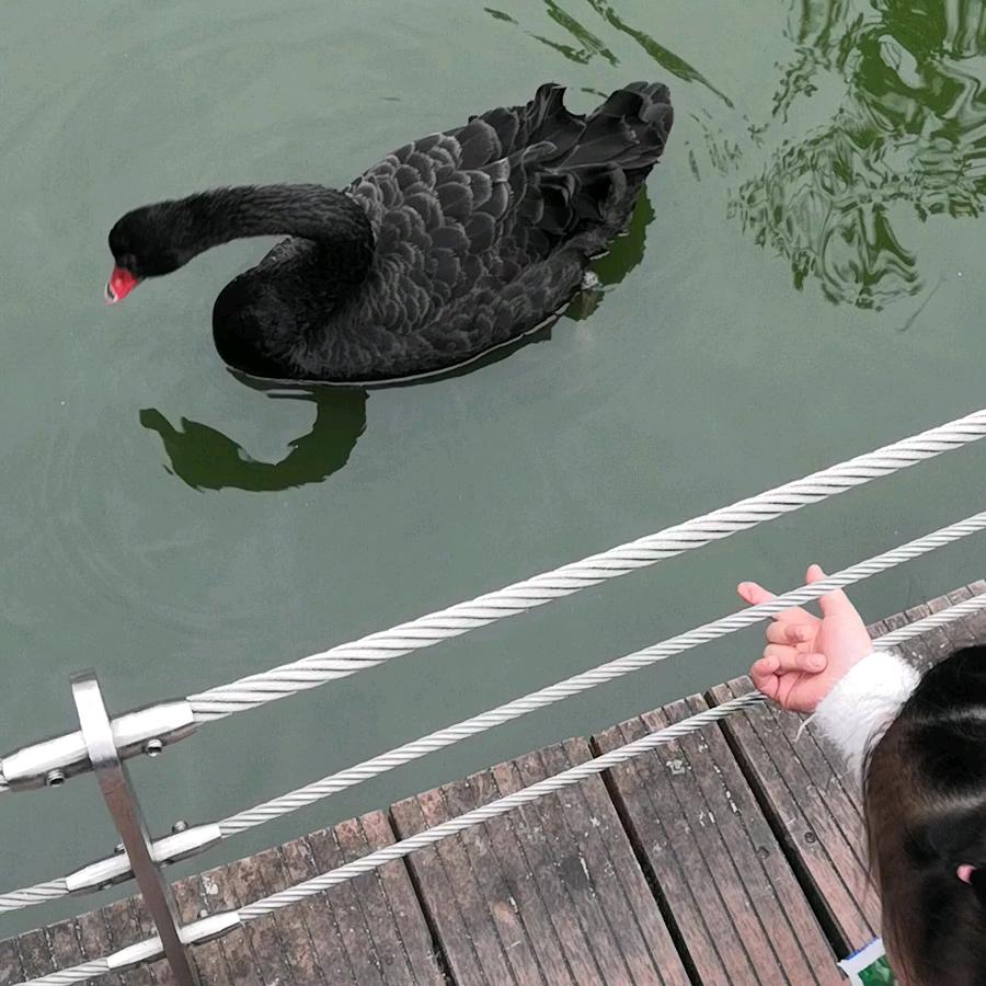 小绵羊