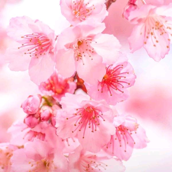 紫荆花