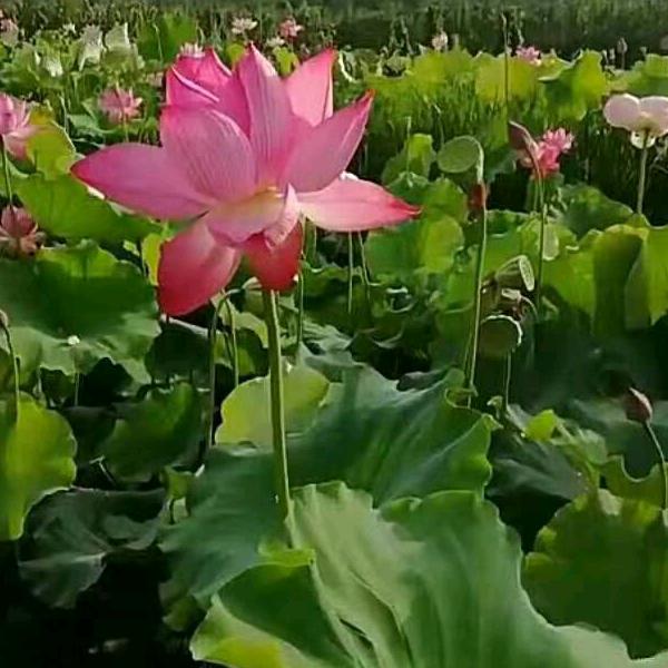 雨中百合