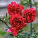 春暖花开70707394273