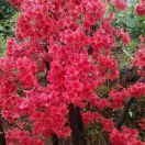 桃花依旧