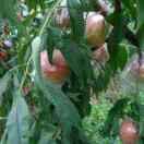 命运是天注定的