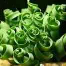 🌈🌈四叶草🌈🌈