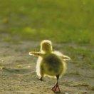 ☘三叶草的时代