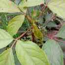 ໑ຼₒ₂4ღ᭄张鱼小王