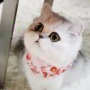 继续骄傲