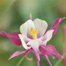 十九雨后的彩虹