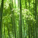 阿古特区
