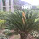 黄小金 -广昌培蒙男装、金盾男装