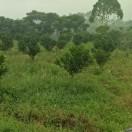 平平淡淡才是真