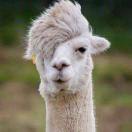 新人互粉互关1000