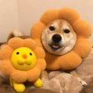 落败