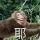 Ginga
