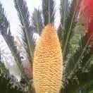 🌈🌈黑果🌈🌈彩虹